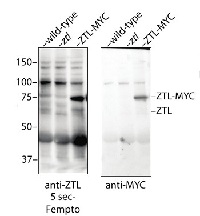 ZTL (ADO1) | Zeitlupe (Adagio protein 1) in the group Antibodies Plant/Algal  / Developmental Biology / Flowering at Agrisera AB (Antibodies for research) (AS13 2662)